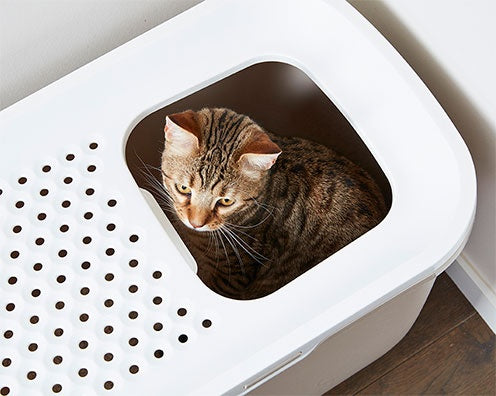 Savic Katzentoilette Hop In - champagner/toskanarot