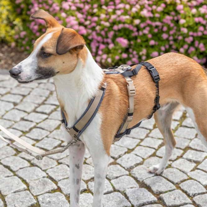 Trixie Panik-Adapter Stay für Geschirre - L–XL/59–92 cm